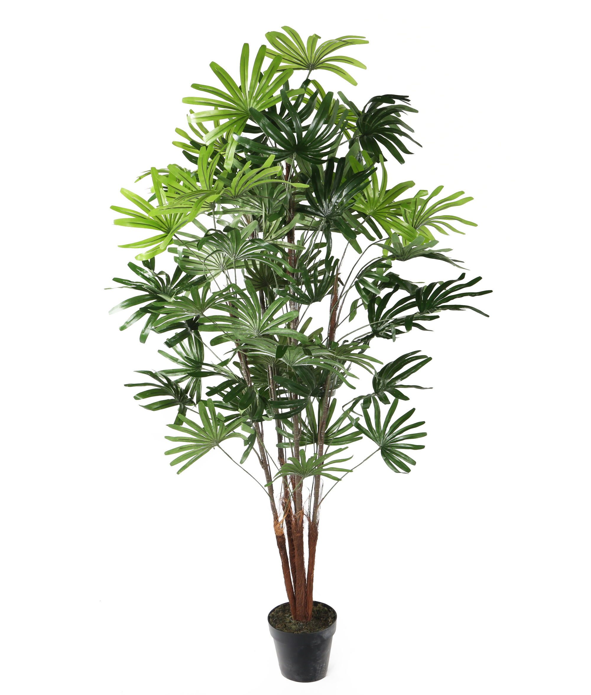 بهترین گیاهان برای تصفیه هوای داخل خانه