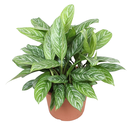 بهترین گیاهان برای تصفیه هوای داخل خانه