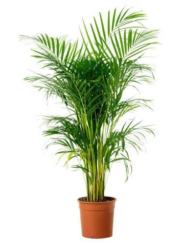 بهترین گیاهان برای تصفیه هوای داخل خانه