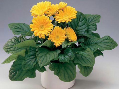 بهترین گیاهان برای تصفیه هوای داخل خانه