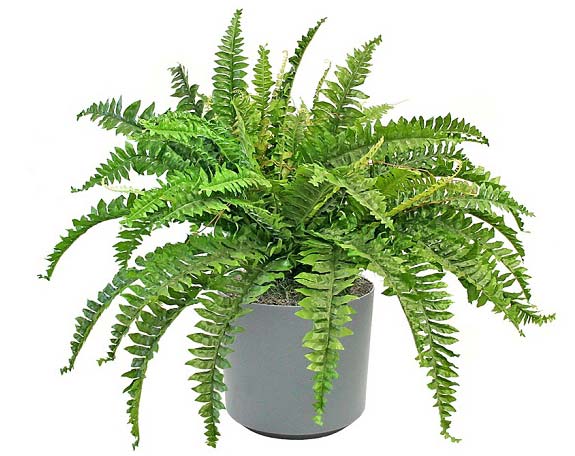 بهترین گیاهان برای تصفیه هوای داخل خانه