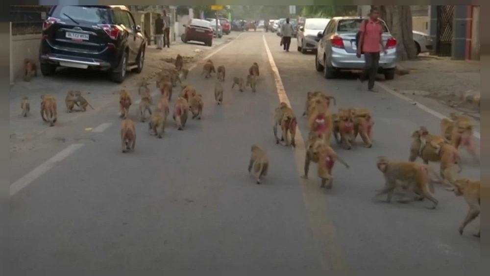 میمونها در هند نوزادی را در آب غرق کردند میمونها در هند نوزادی را در آب غرق کردند