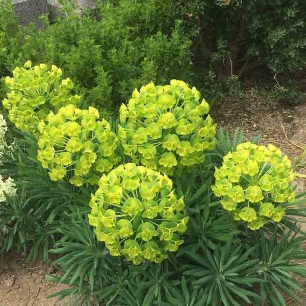 درمان زگیل، میخچه و پینه دست و پا با ۴ گیاه نام آشنا