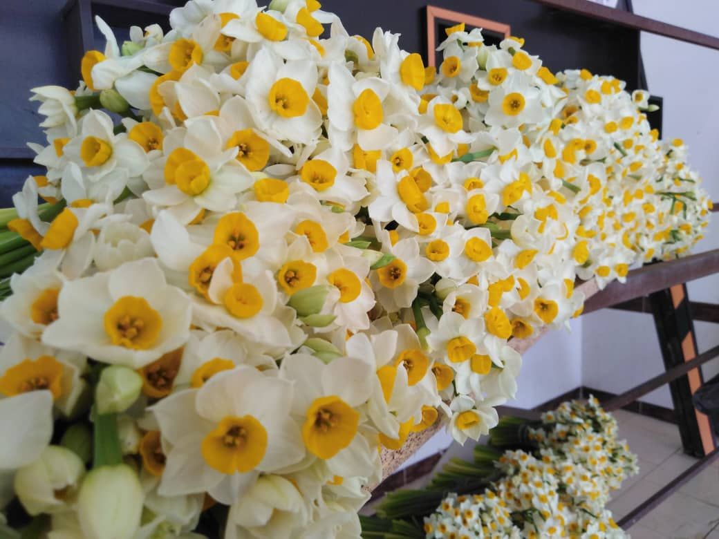 خرید ۱۹ هزار شاخه گل نرگس از نرگس کاران خوسفی