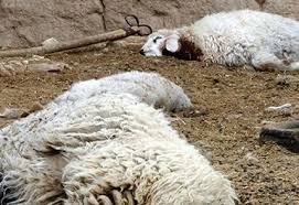 تلف شدن ۱۵ رأس گوسفند در حمله حیوانات وحشی در خوسف