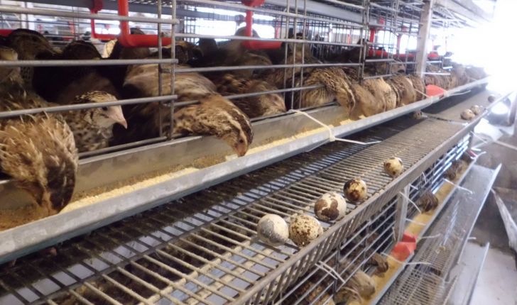 رفع موانع تولید و تسهیل صدور مجوز کسب و کار در پرورش بلدرچین