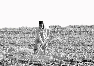 رابطه حقوقی کشاورز و مالک زمین