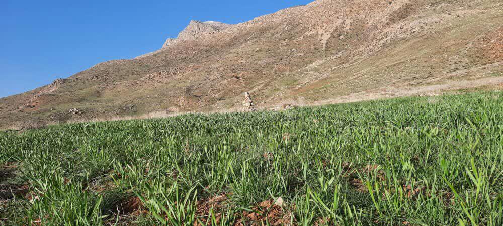 ایجاد سایت الگویی گیاهان دارویی در شهرستان لردگان