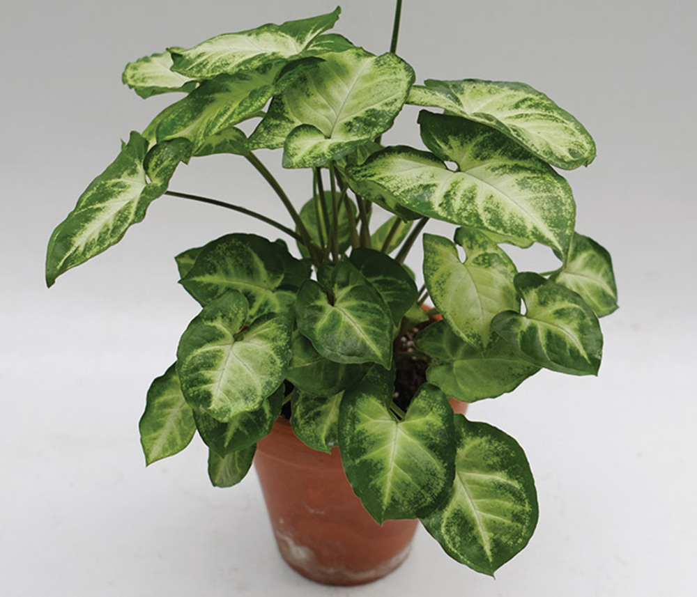 مهمترین نکات پرورش گیاه سینگونیوم مهمترین نکات پرورش گیاه سینگونیوم