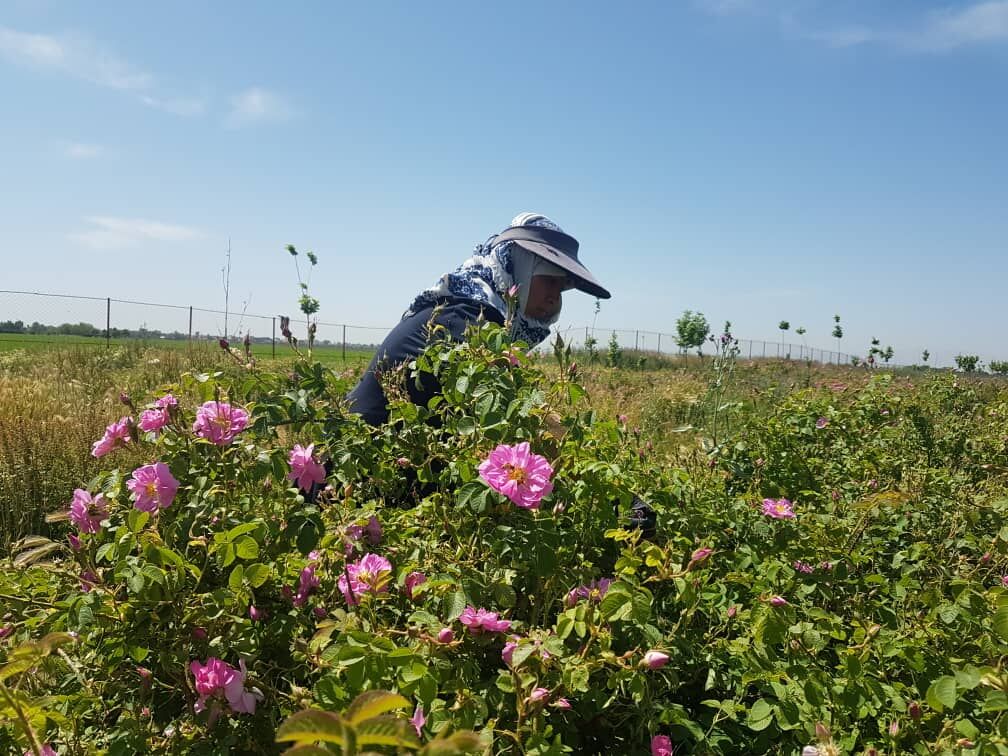 آغاز برداشت گل محمدی از مزارع نظرآباد