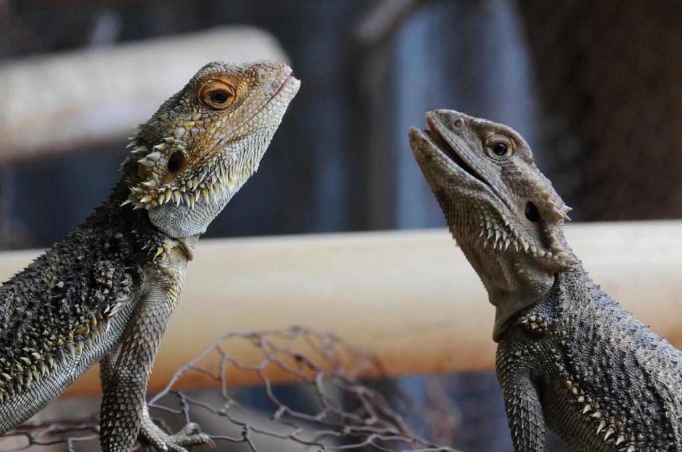 تغییر جنسیت اژد‌های ریش‌دار