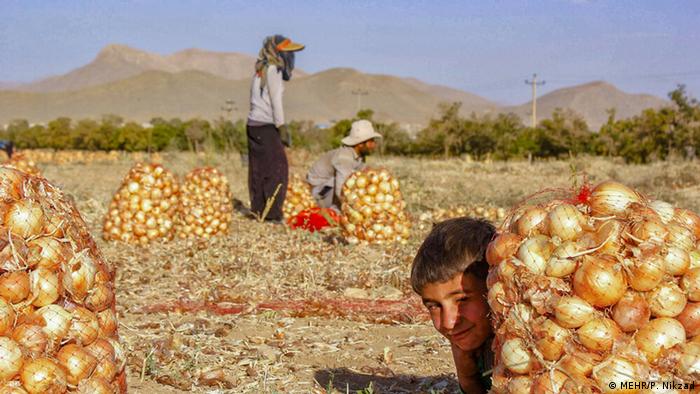 توليد مواد غذایی چقدر آب نیاز دارد؟