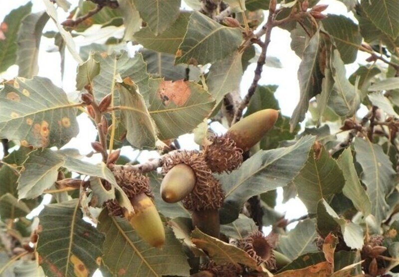 درد سرطان به جان جنگل‌های بلوط