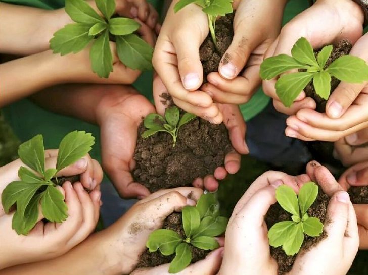 درد سرطان به جان جنگل‌های بلوط