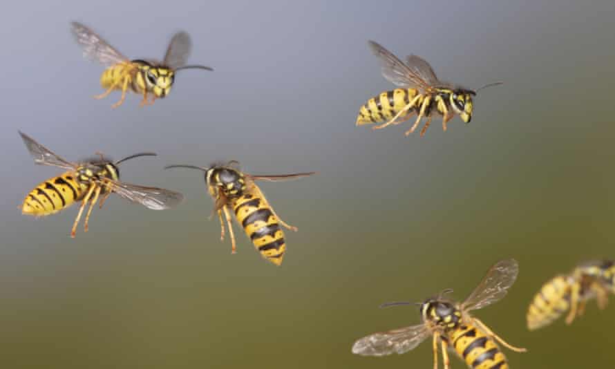 فواید زنبورهای زرد برای بشریت فواید زنبورهای زرد برای بشریت