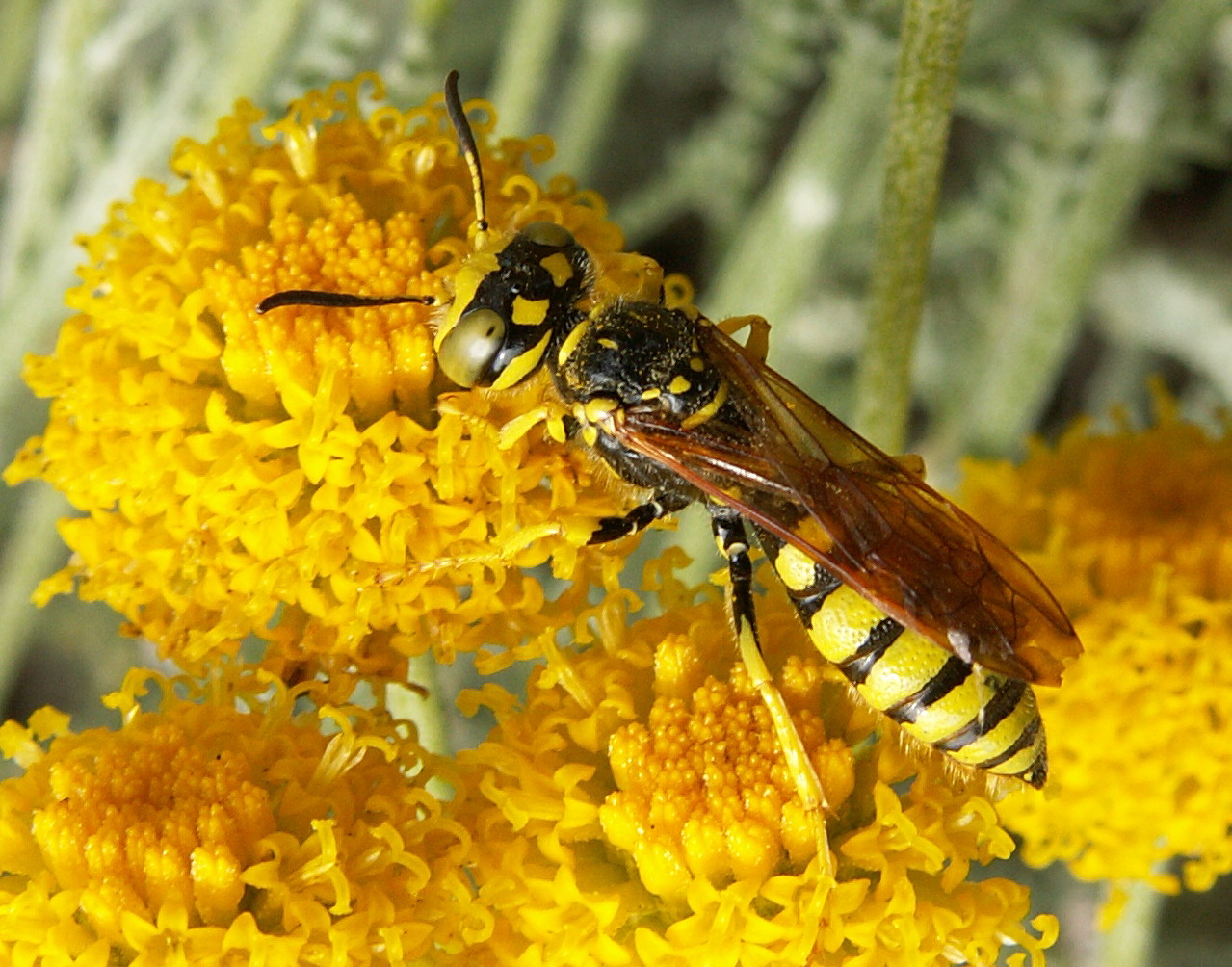 فواید زنبورهای زرد برای بشریت فواید زنبورهای زرد برای بشریت