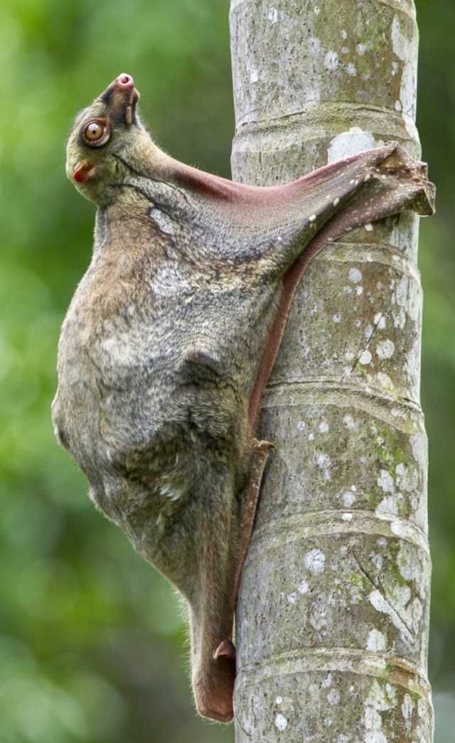 کولوگو ، جانور کمیاب + تصاویر کولوگو ، جانور کمیاب + تصاویر