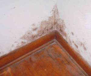 نحوه رفع کپک دیوار خانه