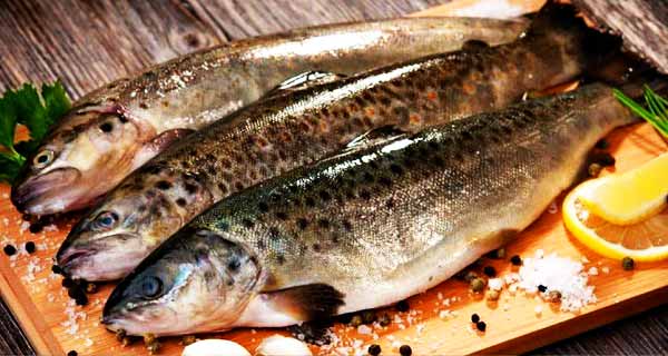 مفید بودن غذای دریایی درست است؟ مفید بودن غذای دریایی درست است؟