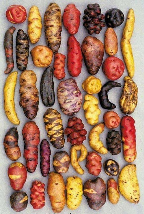 انواع سیب زمینی