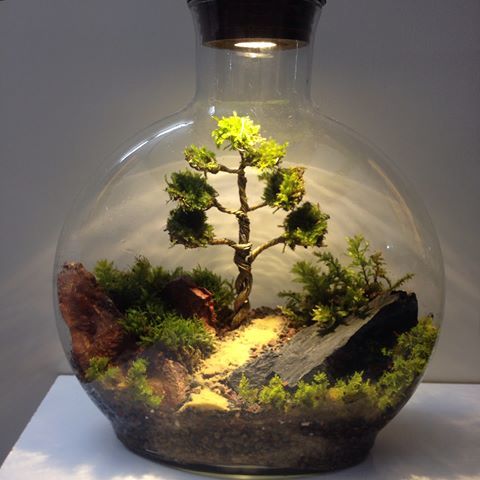 نحوه ساخت تراریوم یا باغ شیشهای نحوه ساخت تراریوم یا باغ شیشهای