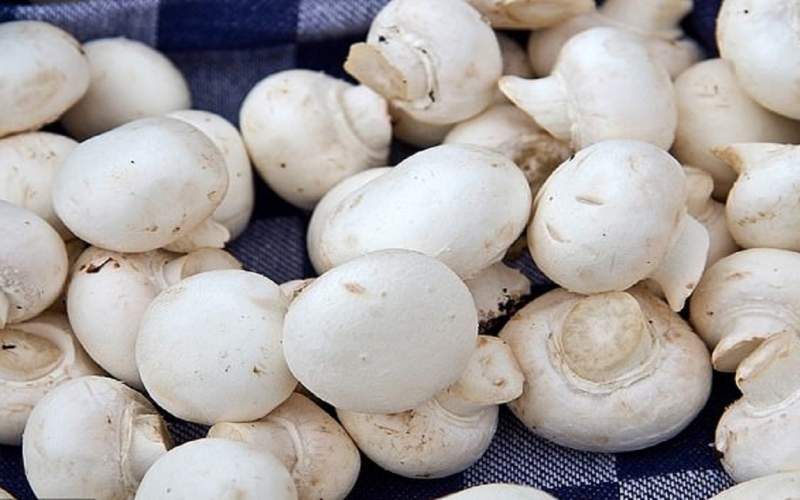 ارتباط مصرف بیشتر قارچ با کاهش خطر ابتلا به سرطان ارتباط مصرف بیشتر قارچ با کاهش خطر ابتلا به سرطان