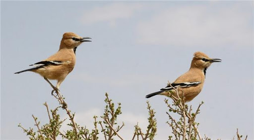 زاغ بور؛ پرنده بومی و جواهر کویر ایران