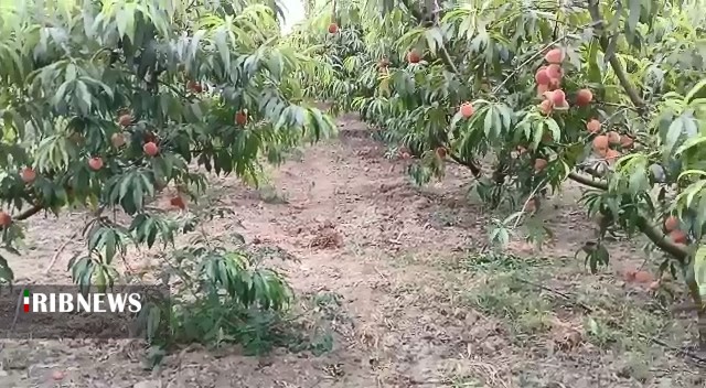 طعم اش به مذاق همه خوش است الاّ کشاورز