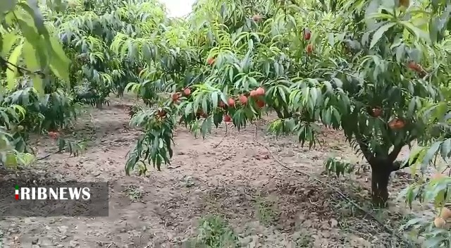 طعم اش به مذاق همه خوش است الاّ کشاورز