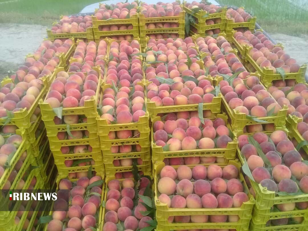 طعم اش به مذاق همه خوش است الاّ کشاورز