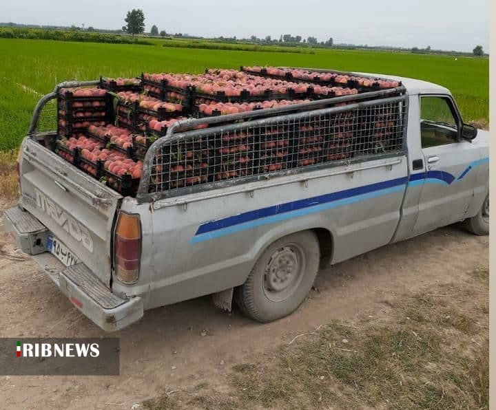 طعم اش به مذاق همه خوش است الاّ کشاورز