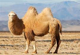 ۱۲ نکته عجیب درباره 