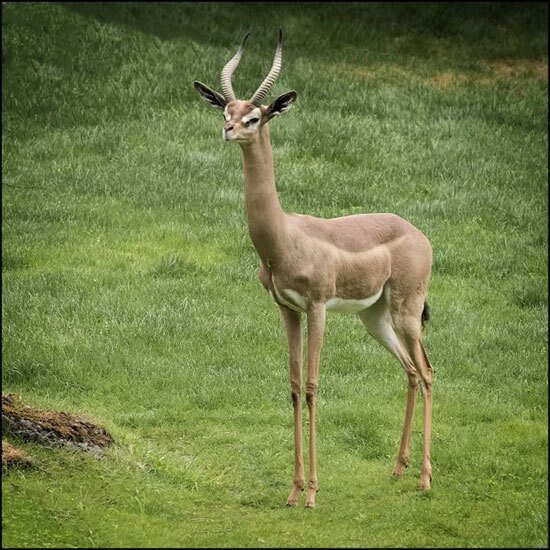 حیوان‌های چندش آور و عجیب