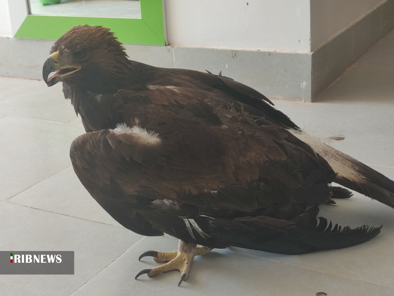نجات یک پهله عقاب طلایی در زیرکوه