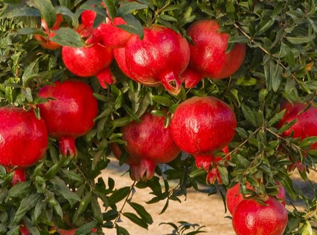 یک اناربخوری انگار 11 عدد میوه خوردی یک اناربخوری انگار 11 عدد میوه خوردی