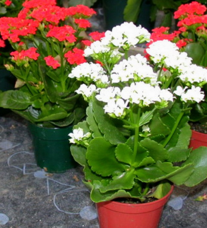 نگهداری از گیاهان در فصل بهار