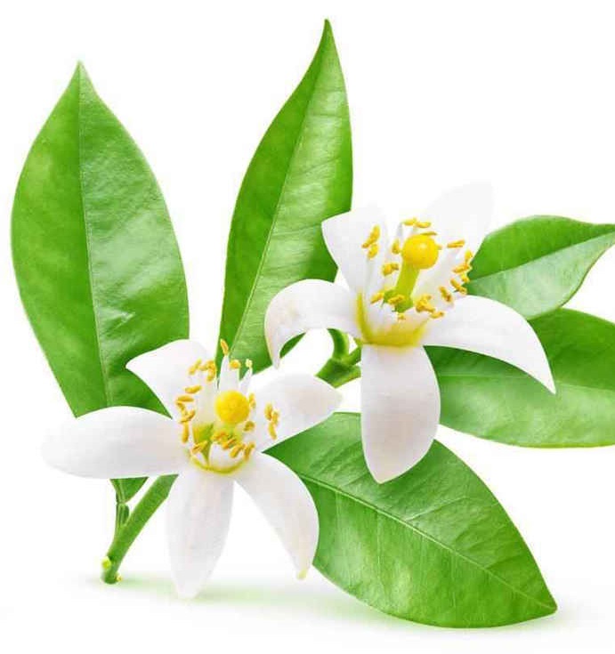 گیاهانی که در درمان تپش قلب موثرند گیاهانی که در درمان تپش قلب موثرند