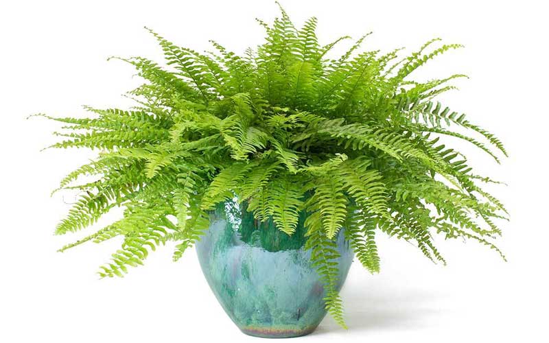 استفاده گیاهان برای کاهش آلودگی هوای منازل و ادارات استفاده گیاهان برای کاهش آلودگی هوای منازل و ادارات