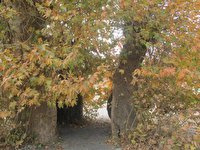ثبت درخت 700 ساله مهوید در فهرست آثار ملی