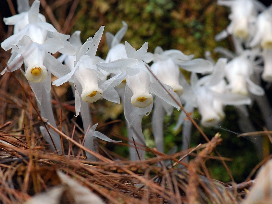 گل‌هایی که به جای فتوسنتز از قارچ تغذیه می‌کنند!