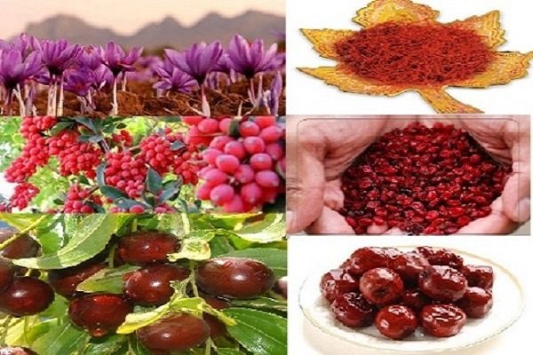 افزایش ۲۰ درصدی تولید محصولات باغی در خراسان جنوبی