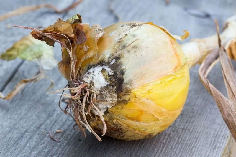 این نوع پیازها را هرگر نباید بخورید! کپک پیاز