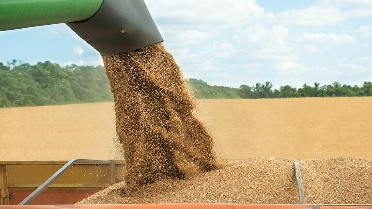 افزایش ۳.۵ برابری خرید گندم از کشاورزان خراسان جنوبی
