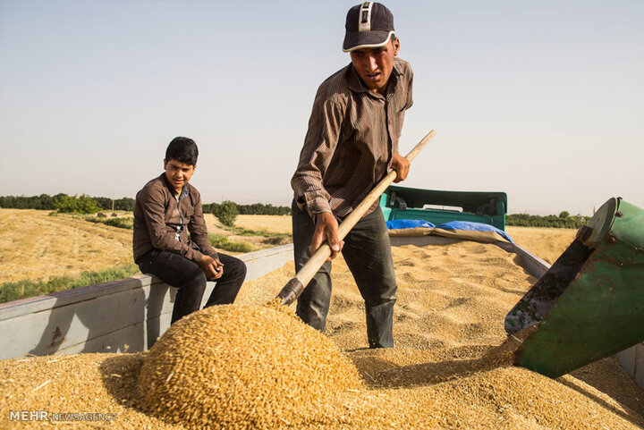 خرید حدود ۱۲ هزار تن گندم از کشاورزان خراسان جنوبی