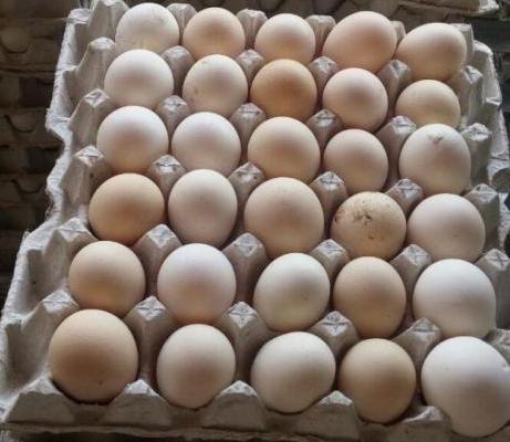 توقیف و ضبط بیش از ۲ هزار تخم مرغ محلی فاقد هویت
