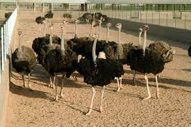 تولید ۶۷۰ تن گوشت بزرگترین پرنده دنیا در خراسان جنوبی
