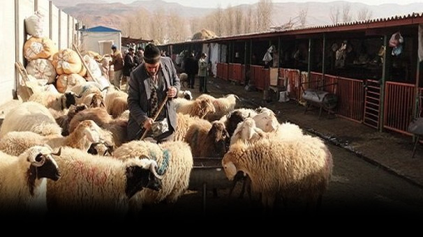 خریداری دام مازاد تولید کنندگان آذربایجان غربی