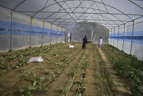 افزایش تولید با کشت گلخانهای در جنوب سیستان و بلوچستان افزایش تولید با کشت گلخانهای در جنوب سیستان و بلوچستان