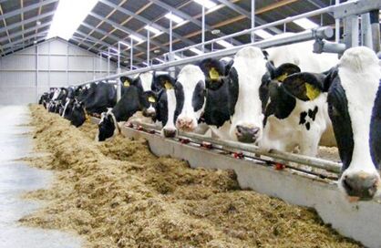 بهرهمند سرمایهگذاران حوزه دامپروری در خوزستان از حمایت دولت بهرهمند سرمایهگذاران حوزه دامپروری در خوزستان از حمایت دولت