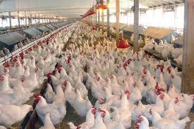 حذف ۱۲ تن گوشت مرغ، از چرخه مصرف در قائنات